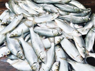 Ladyfish, Tenpounder, Bigeyed herring, Tarpon, fishing game 