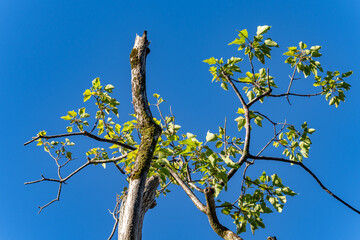 Aleurites moluccanus, commonly known as candlenut, is a tree in the spurge family Euphorbiaceae.  Moanalua Valley Trail , Honolulu, Oahu, Hawaii. Koʻolau Range / shield volcano.