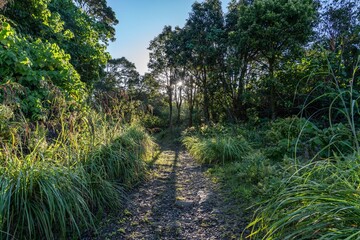 Themeda villosa, Themeda is a genus of plants in the grass family. Moanalua Valley Trail , Honolulu, Oahu, Hawaii. Koʻolau Range / shield volcano.