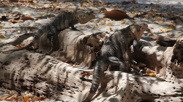 Schwarzleguan (Ctenosaura similis), eine Gattung mittelgro&szlig;er Echsen aus der Familie der Leguane (Iguanidae) in Costa Rica in freier Wildbahn. Drohgeb&auml;rde bei M&auml;nnchen.