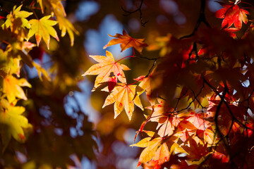紅葉