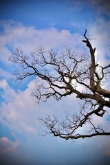 tree in the sky