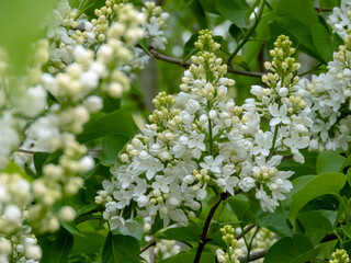 White lilac clusters in spring garden