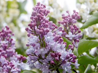 Macro of double white lilac flowers with blue-pink hues