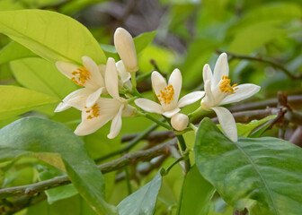 Citrus sinensis flowering plant. Orange Tree Blossoms. White Citrus Flowers.