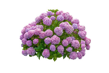 Pink hydrangea bush isolated transparent png. Blooming garden flower