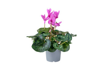 Pink cyclamen houseplant in pot isolated transparent png