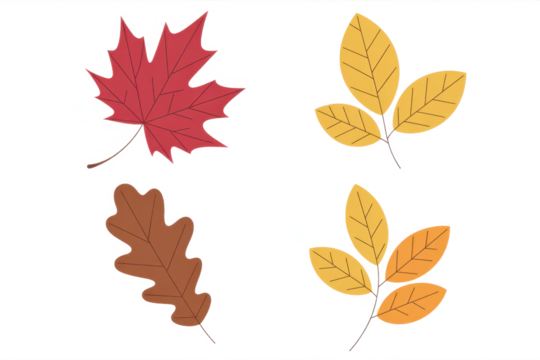 Collection of autumn leaves colorful flat vector illustration of maple oak and birch leaves isolated on white background