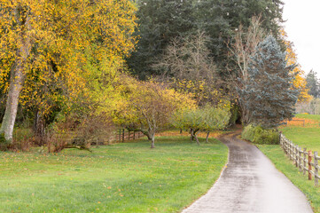 Beautiful rural landscape glowing with colorful autumnal colors on an island in the Pacific Northwest. Split rail fence and golden foliage on the deciduous trees make for a welcoming feeling.