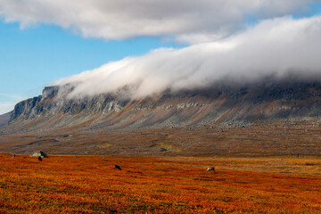 Reindeer on an autumn morning at Kungsleden trail in Swedish Lapland