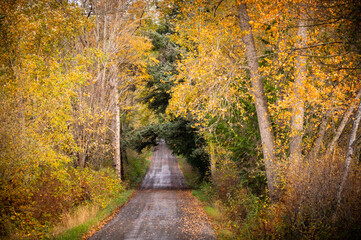 Rural country road all decked out in fall colors with the promise of winter right around the corner. Cottonwoods and alder mixed with wild cherry trees offer a golden welcome to travelers in the area.