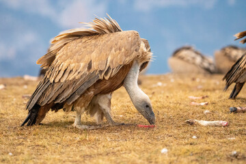 Griffon vulture (Gyps fulvus) photographed in Spain