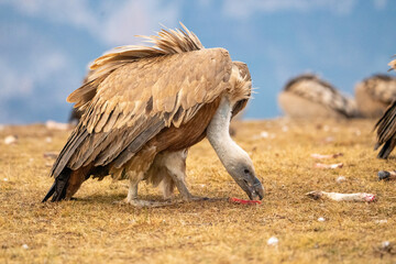 Griffon vulture (Gyps fulvus) photographed in Spain