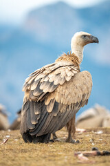 Griffon vulture (Gyps fulvus) photographed in Spain