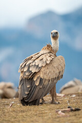 Griffon vulture (Gyps fulvus) photographed in Spain