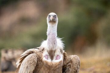 Griffon vulture (Gyps fulvus) photographed in Spain