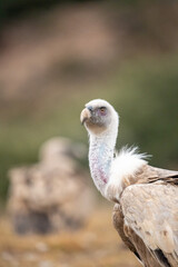 Griffon vulture (Gyps fulvus) photographed in Spain
