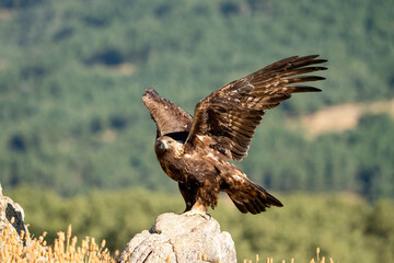 Golden eagle (Aquila chrysaetos) photographed in Spain