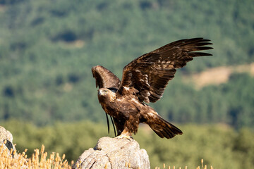 Golden eagle (Aquila chrysaetos) photographed in Spain