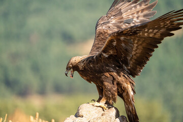 Golden eagle (Aquila chrysaetos) photographed in Spain