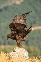 Golden eagle (Aquila chrysaetos) photographed in Spain
