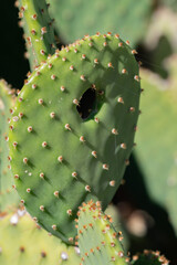 Close up of a cactus pad with a hole and spines