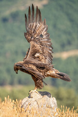 Golden eagle (Aquila chrysaetos) photographed in Spain
