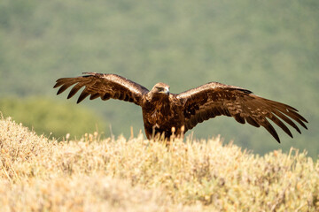 Golden eagle (Aquila chrysaetos) photographed in Spain