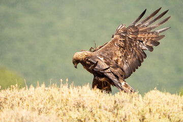 Golden eagle (Aquila chrysaetos) photographed in Spain