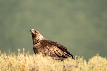 Golden eagle (Aquila chrysaetos) photographed in Spain