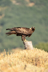Golden eagle (Aquila chrysaetos) photographed in Spain