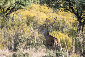 Red deer (Cervus elaphus) photographed in Spain