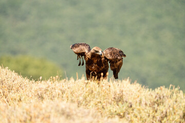 Golden eagle (Aquila chrysaetos) photographed in Spain