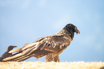 Bearded vulture (Gypaetus barbatus) photographed in Spain