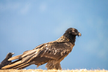 Bearded vulture (Gypaetus barbatus) photographed in Spain