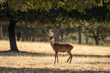 Red deer (Cervus elaphus) photographed in Spain