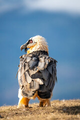 Bearded vulture (Gypaetus barbatus) photographed in Spain