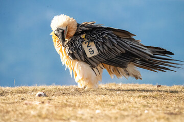 Bearded vulture (Gypaetus barbatus) photographed in Spain