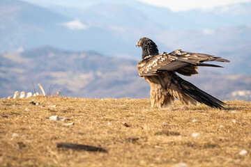 Bearded vulture (Gypaetus barbatus) photographed in Spain