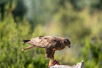 Common buzzard (Buteo buteo) photographed in Spain