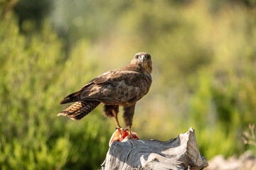 Common buzzard (Buteo buteo) photographed in Spain