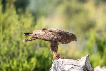 Common buzzard (Buteo buteo) photographed in Spain