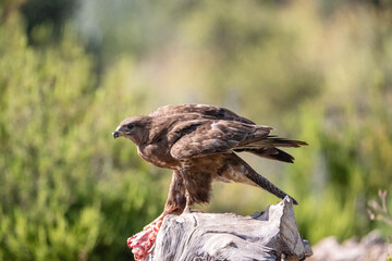 Common buzzard (Buteo buteo) photographed in Spain