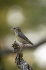 Common Crossbill (Loxia curvirostra) photographed in Spain