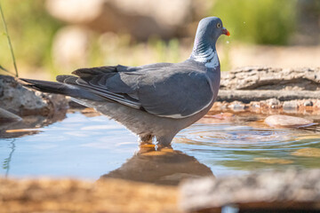 Wood pigeon (Columba palumbus) photographed in Spain