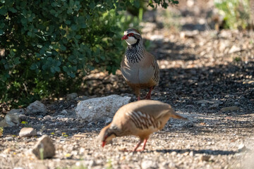Red-legged partridge (Alectoris rufa) photographed in Spain