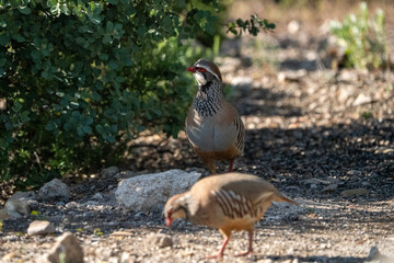 Red-legged partridge (Alectoris rufa) photographed in Spain