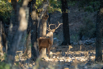 Red deer (Cervus elaphus) photographed in Spain