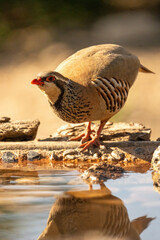 Red-legged partridge (Alectoris rufa) photographed in Spain