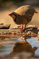 Red-legged partridge (Alectoris rufa) photographed in Spain